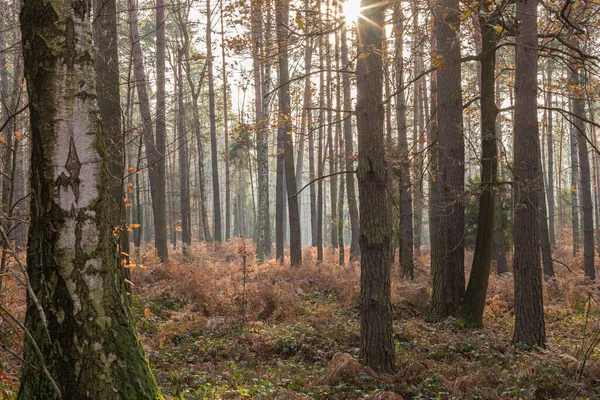 Beautiful Autumn Forest Radiant — Photo