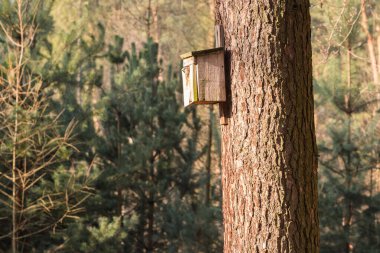 Bir kuşla üreme şişesi