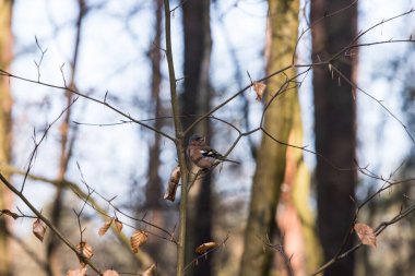 Ormanda sıradan bir papatya ağacı