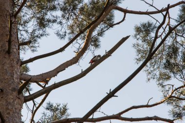 Kuş, harika bir ağaçkakan.