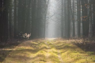 Güzel sisli orman yolu