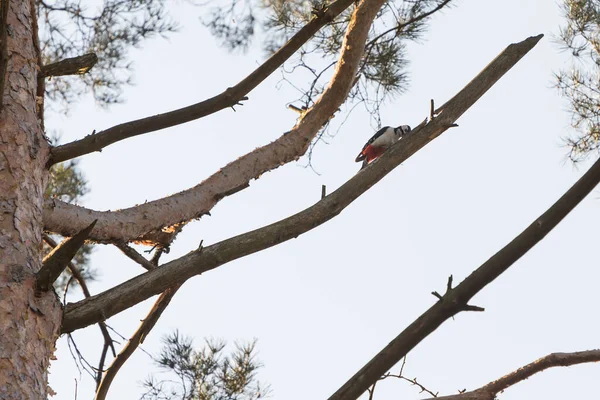 Pássaro Belo Grande Pica Pau — Fotografia de Stock