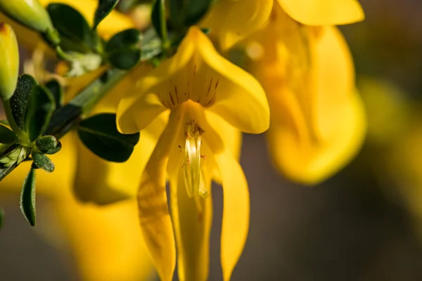 Yellow Broom Flower Shrub — Stock Photo, Image