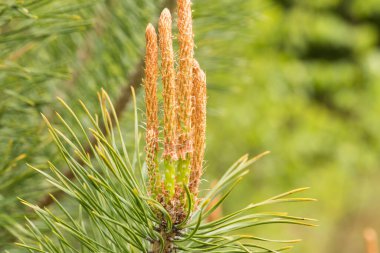 Genç çam ağaçları ormanda filizleniyor.