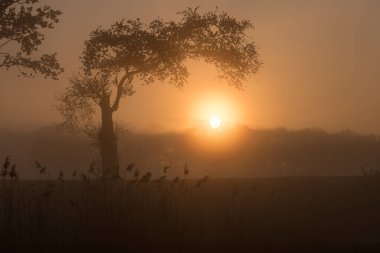 foggy sunrise under an old oak tree