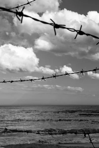 Champ de maïs à la récolte