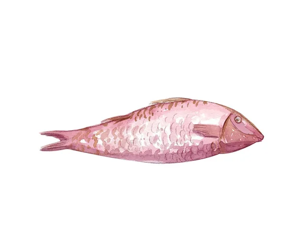 Watercolor Fish Drawn Hand White Background Hand Painted Illustration Raw — Foto de Stock