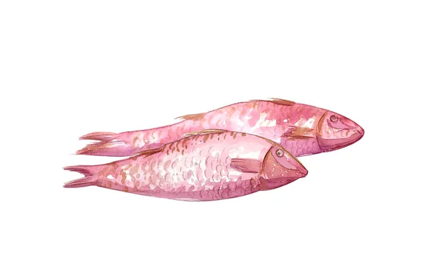 Акварельна Риба Намальована Вручну Білому Тлі Ручна Пофарбована Ілюстрація Сирого — стокове фото