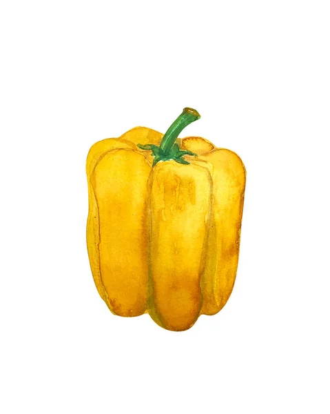 Watercolor Hand Drawn Yellow Pepper Isolated White Background Sketch Fresh — Fotografia de Stock