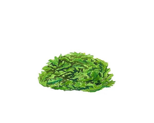 Watercolor Hand Drawn Salad Isolated White Background Sketches Fresh Green — Fotografia de Stock