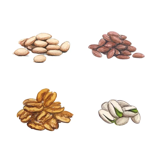 Watercolor Nuts Isolated Hand Drawn Piles Walnut Peanut Almond Pistachio — Stockfoto