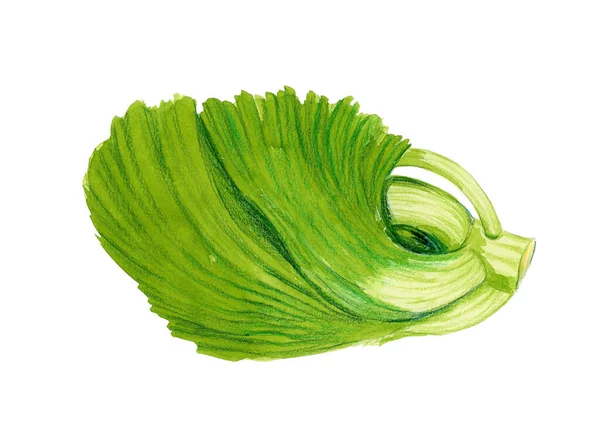 Watercolor Hand Drawn Vegetable Isolated White Background Sketches Fresh Ripe — Fotografia de Stock