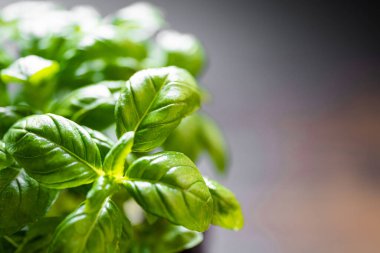 Fesleğen yaprakları yakın. Mutfaktaki çömlekte fesleğen