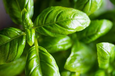 Fesleğen yaprakları yakın. Mutfaktaki çömlekte fesleğen