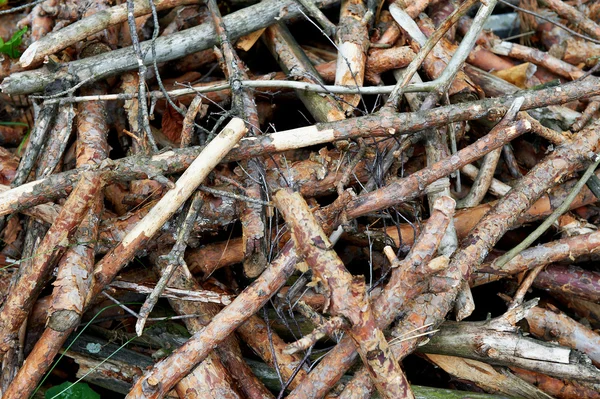 Rami di pino essiccati . — Foto Stock