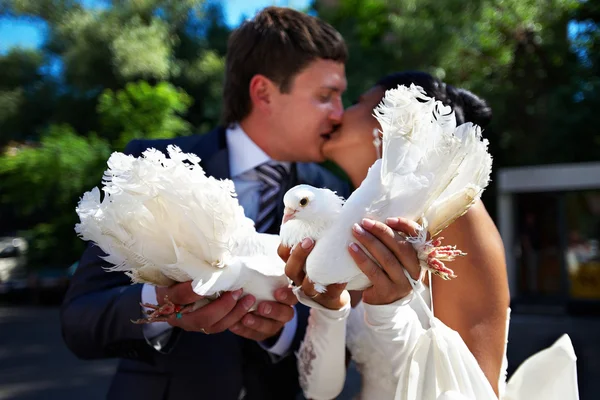 Braut und Bräutigam mit den Tauben küssen — Stockfoto
