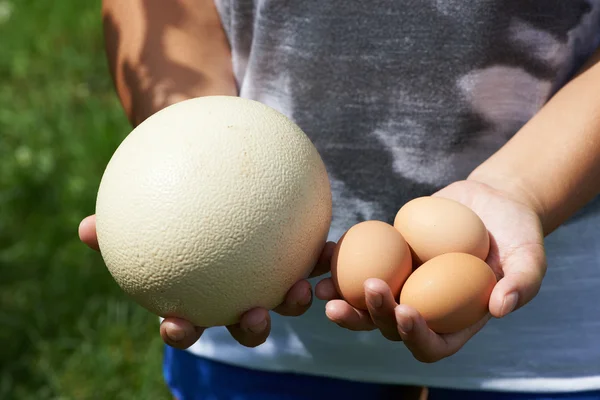 Hasonlítsa össze a nő kezében chiken és strucc tojás — Stock Fotó