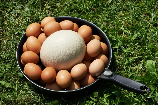 Chiken eggs and ostrich egg on pan — Stock Photo, Image