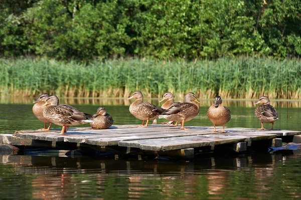 Canards sur un radeau — Photo