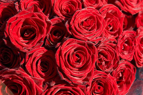 Rosas rojas — Foto de Stock