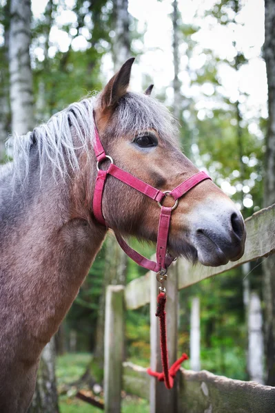 パドックで茶色の馬 — ストック写真