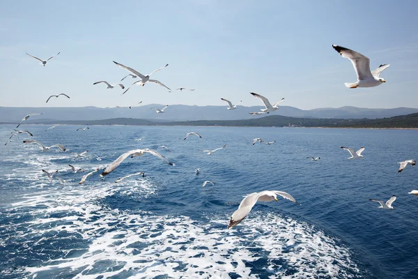 Meeuwen tegen de zee en de lucht — Stockfoto