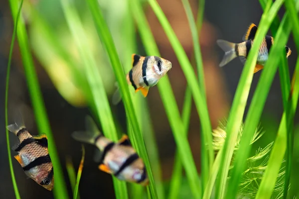 Aquarium vissen - barbus tetrazona — Stockfoto