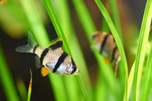 Aquarium fish - barbus tetrazona — Stock Photo, Image