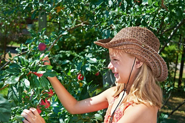 Girl in hat harvests plums — Stock Photo, Image
