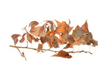 beyaz arkaplanda kuru yapraklar izole