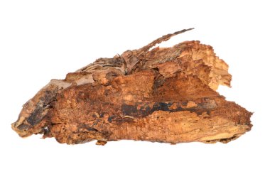 beyaz arkaplanda izole edilmiş çürük ağaç