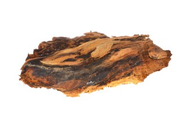 beyaz arkaplanda izole edilmiş çürük ağaç