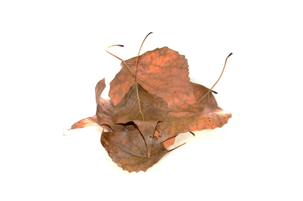 乾燥した葉は白い背景に隔離され — ストック写真