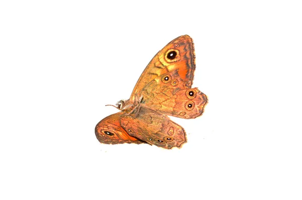 Schmetterling Isoliert Auf Weißem Hintergrund — Stockfoto