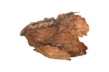 beyaz arkaplanda izole edilmiş çürük ağaç