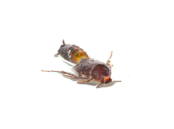 Cockroach Isolated White Background — Stock Photo, Image
