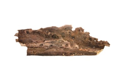 eski ağaç beyaz arka plan üzerinde izole