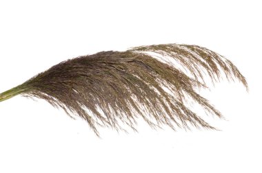 sazlık beyaz arkaplanda izole edildi