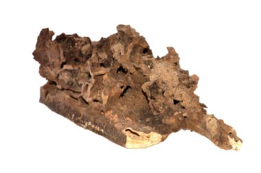 eski ağaç beyaz arka plan üzerinde izole