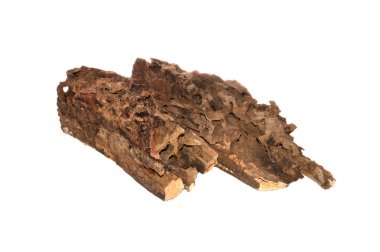 eski ağaç beyaz arka plan üzerinde izole