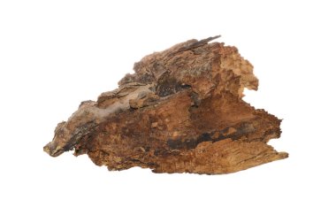 beyaz arkaplanda izole edilmiş çürük ağaç