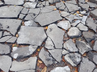 Sonbahar yapraklarının yakın plan fotoğrafı