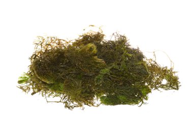 Beyaz arkaplanda yosun izole edilmiş