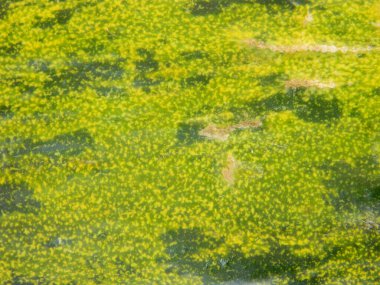 Yakından çekilmiş yeşil kavun