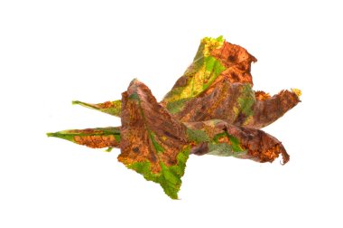 Ağaç yaprakları beyaz arkaplanda izole