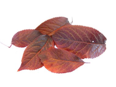                                beyaz arkaplanda kuru yaprak izole