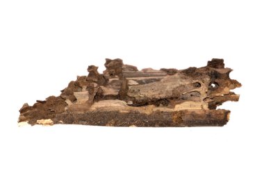 eski ağaç beyaz arka plan üzerinde izole