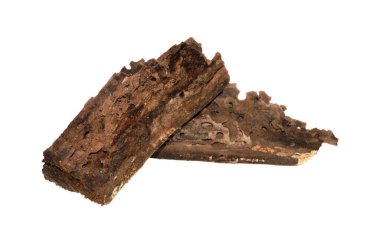 eski ağaç beyaz arka plan üzerinde izole