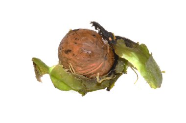 beyaz arkaplanda izole edilmiş ceviz