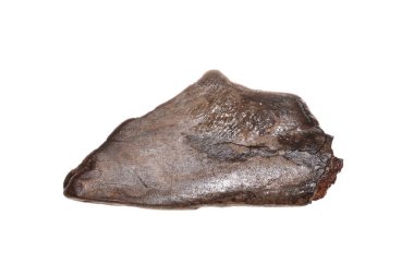 eski ağaç beyaz arka plan üzerinde izole